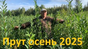 ПАВИВА собственная плантация ивы, выращиваем прут для изгороди , беседки , арки, плетёные деревья