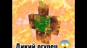 1x4 стал диким огурцом?