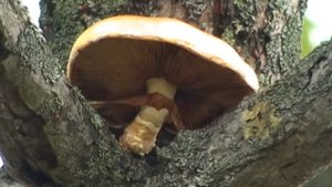 Грибы 3 / Mushrooms 3