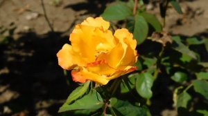 22==09==2025  ПВН  КМР   (20)