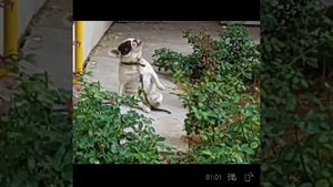 Весёлый трэш #3