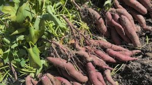 Фиолетовые сорта батата. Рабочии моменты