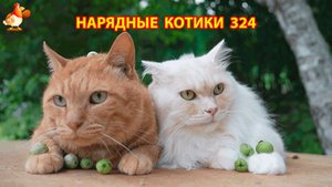 Нарядные Котики расслабляются на солнышке 🌞 🐈🐈🐈 (324)