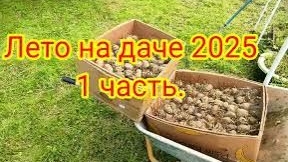 Дача. Лето '25. Часть 1.