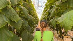 Овощевод низовик