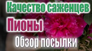 Где я заказываю пионы. Обзор новинок