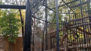 1000005511.mp4зоопарк