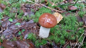 В лес за грибами