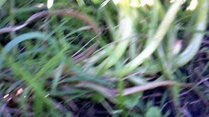 Обзор: наше 4-е кабачковое растение "Цукеша"