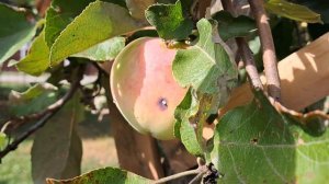 1000011143.mp4.   🖋️🚀ПОГУЛЯЕМ ПО ОГОРОДУ💃🔥 МОИ БУДНИ 🖋️🚀