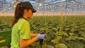 Овощевод верховик