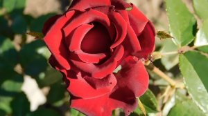 22==09==2025  ПВН  КМР   (61)