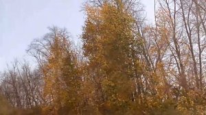 золотая осень 2025 год