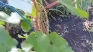 Обзор виноградника гф подарок днепру'25 Кашича ВП зимостойкий