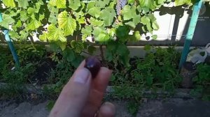 Обзор виноградника к-ш Юпитер'25