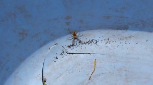 Прикольный паучок!