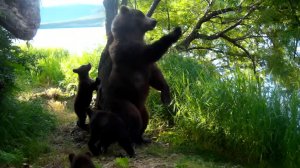 Глаша встала на весы: на Камчатке запустили платформу для взвешивания медведей