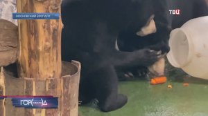 Дружба малайских медведей в Московском зоопарке дала трещину из-за одной вещи