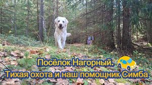 Посёлок Нагорный. Тихая охота и наш помощник Симба