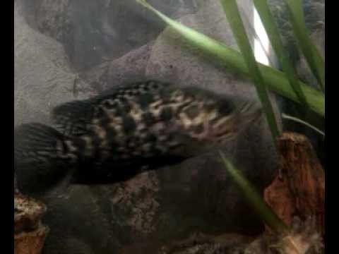 Цихлазома смотреть онлайн