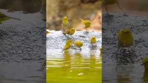 Птицы у воды