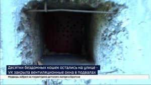 Десятки бездомных кошек остались на улице — управляющая компания закрыла вентиляционные окна в подва