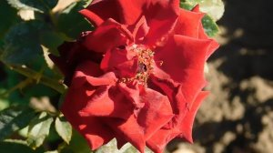 22==09==2025 ПВН КМР (44)