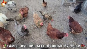 Цыплята и Курочки селяночки лучшие беспородные несушки 🥚 (320)