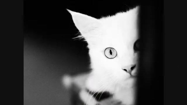 ЛуМиСта - Кошка