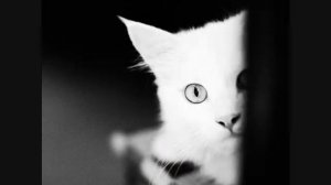 ЛуМиСта - Кошка