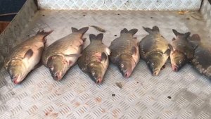 улов карпа на большом водоёме