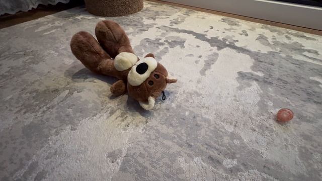 Рокси русский спаниель, игры перед сном. смотреть онлайн