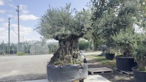 Олива EUROPEA VECCH TR ESEMPLARE