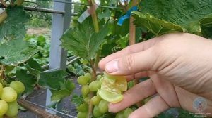 Обзор виноградника гф Щенникова ОН'25