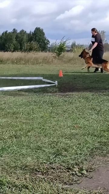 1 Отл. КЧК EDGAR-H v. Aducht +++ №8. ИРКУТСК 6 сентября`25 Моно немецких овчарок