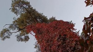 ВЕСЕННИЙ ПЛАЧ