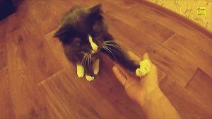 Кот даёт лапу