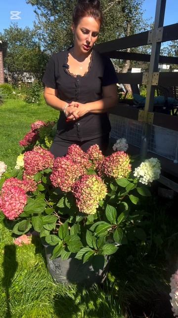 Гортензия Литл Лайм Пунш (Little Lime Punch) - новинка 2023года. смотреть онлайн