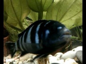 Димасони - крупный план