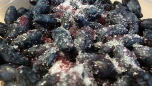 Жимолость на зиму