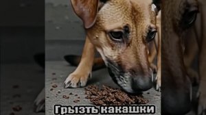 ии