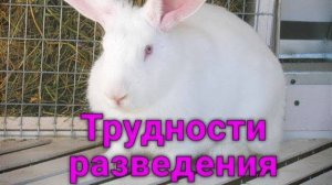 Кролики Белый Великан, трудности разведения.