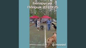Выставка собак.бернский зенненхунд