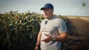 АгроРеалити - большой опыт подсолнечника в Саратовской области
