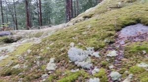 Скалы , озера , лес , мох