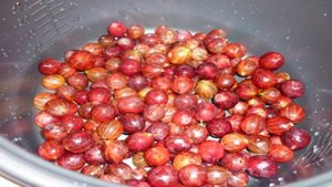 Желе из крыжовника в мультиварке