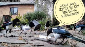Ёжики не пришли и оставили сорокам миску мясов!Заношу орхидеи в совешню: миссия впихнуть невпихуемое
