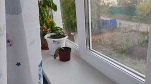 23-09-2025 домашние цветы на окне в деревне