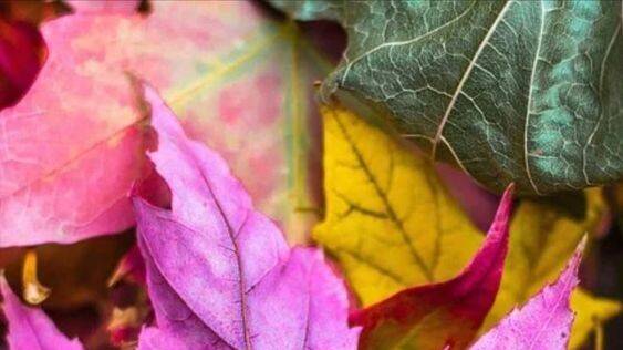 ОКТЯБРЬ--РАК(таро)