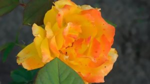 22==09==2025  ПВН  КМР   (38)